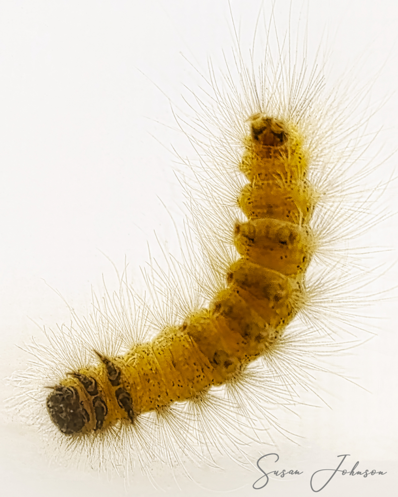 Underneath a WoollyBear Caterpillar
