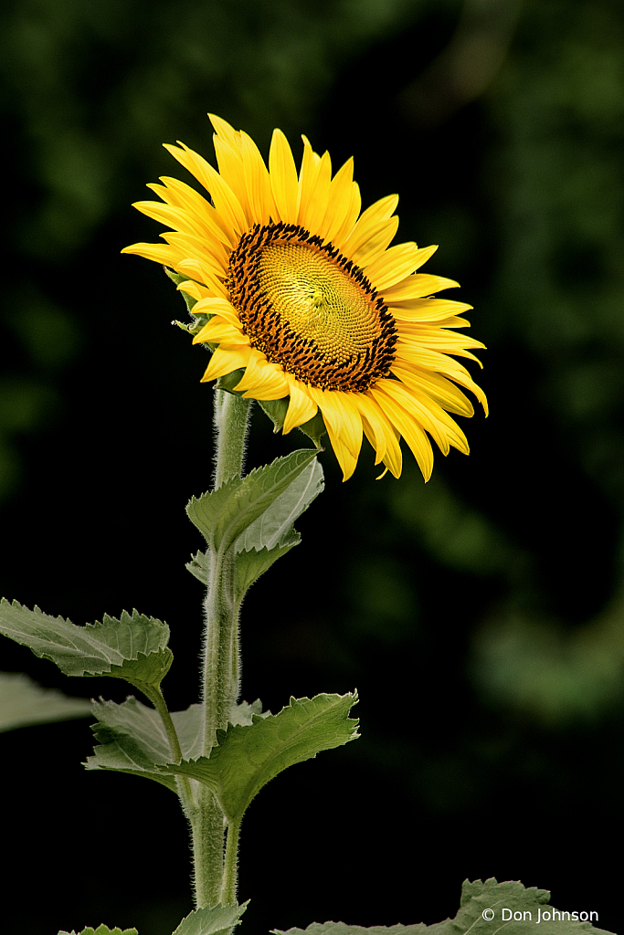 Standing Tall 7-20-20 316