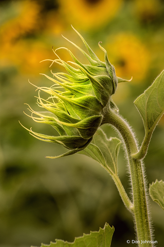 Sunflower Bud Profile 7-20-20 259