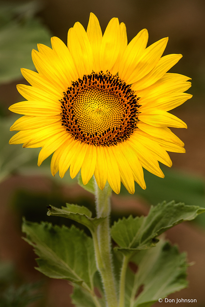 In Full Bloom 7-20-20 275