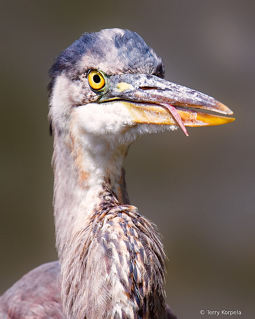 Goofy Grin on an Great Blue Heron