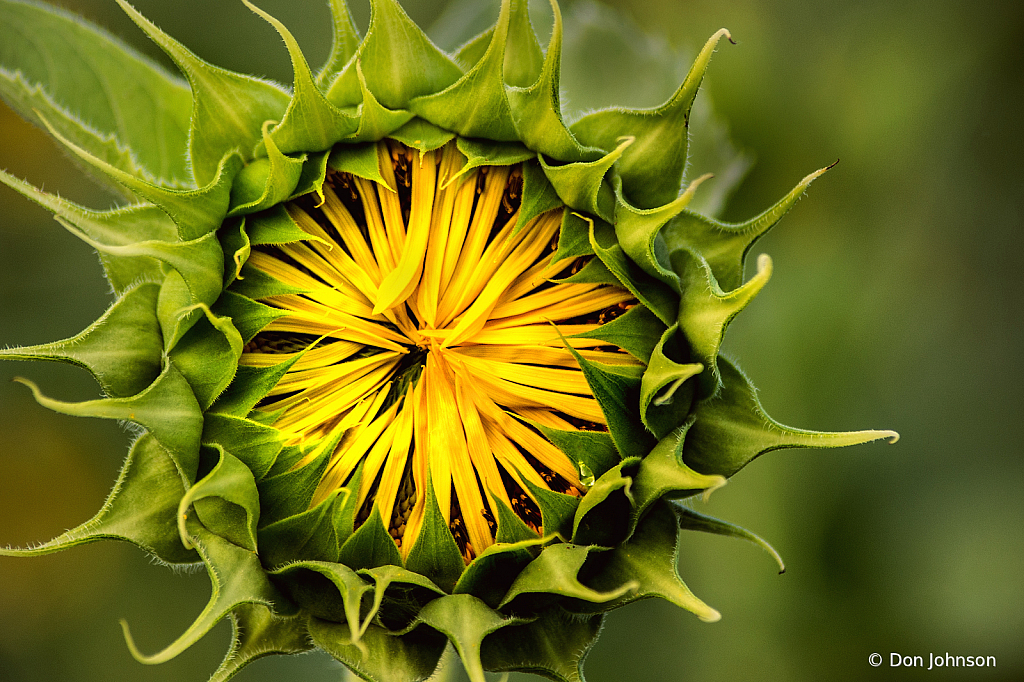 Beginning to Pop 7-20-20 110