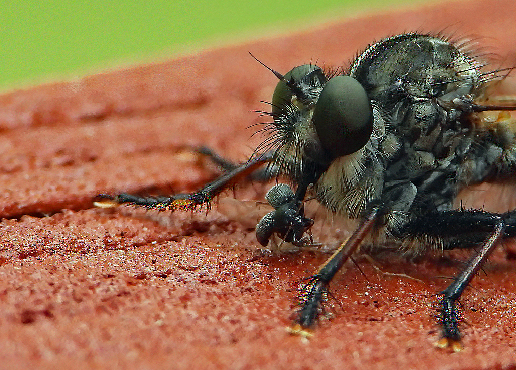 Snack for a Robber Fly