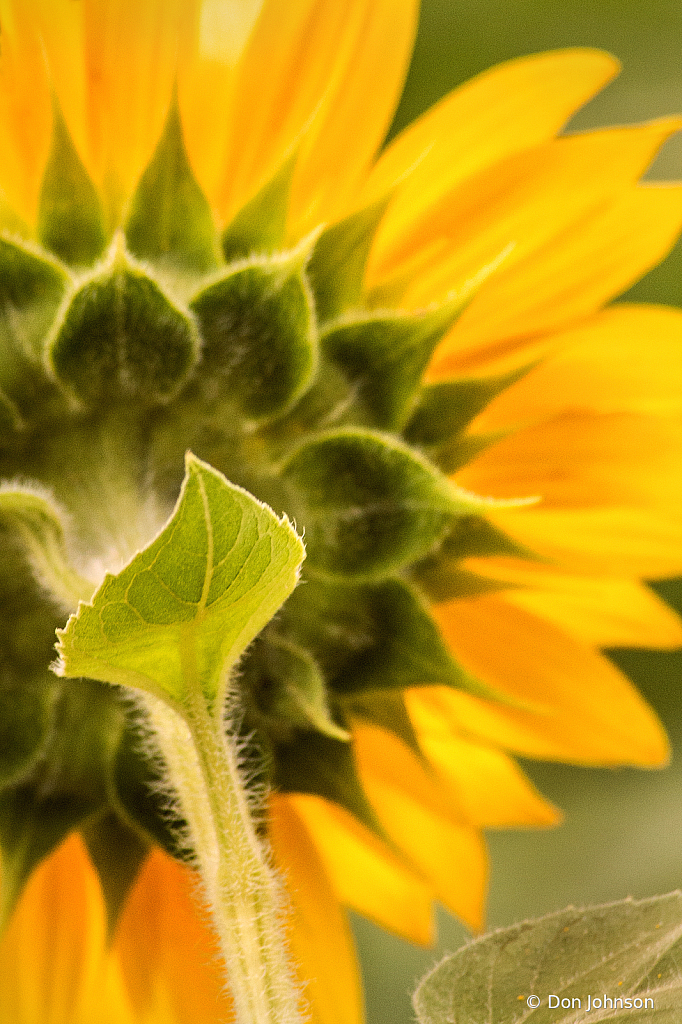 Back of Sunflower 7-20-20 039
