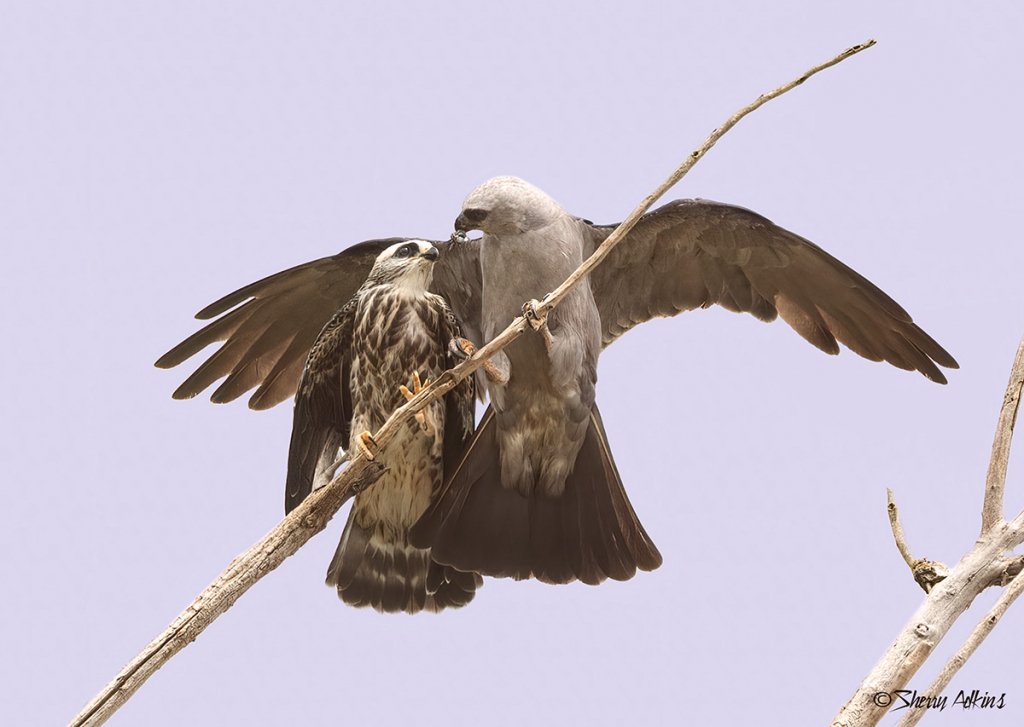 Mississippi Kite feeding juvenile