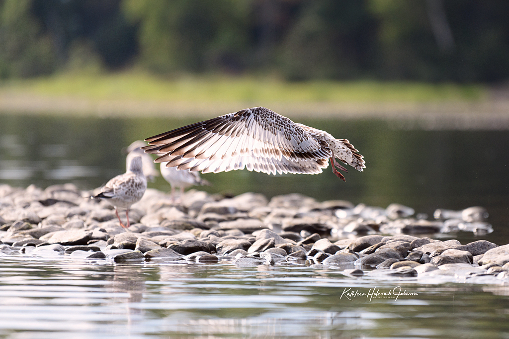 Sea Gull - Kissed By Morning Sun!