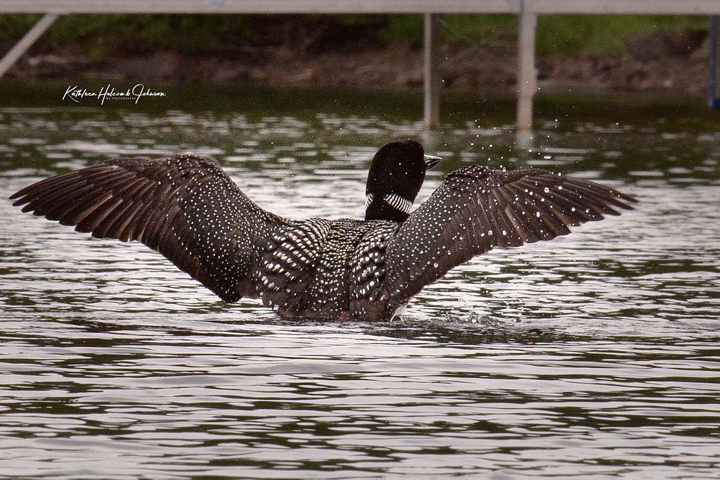 Kayaking Partner - Common Loon!