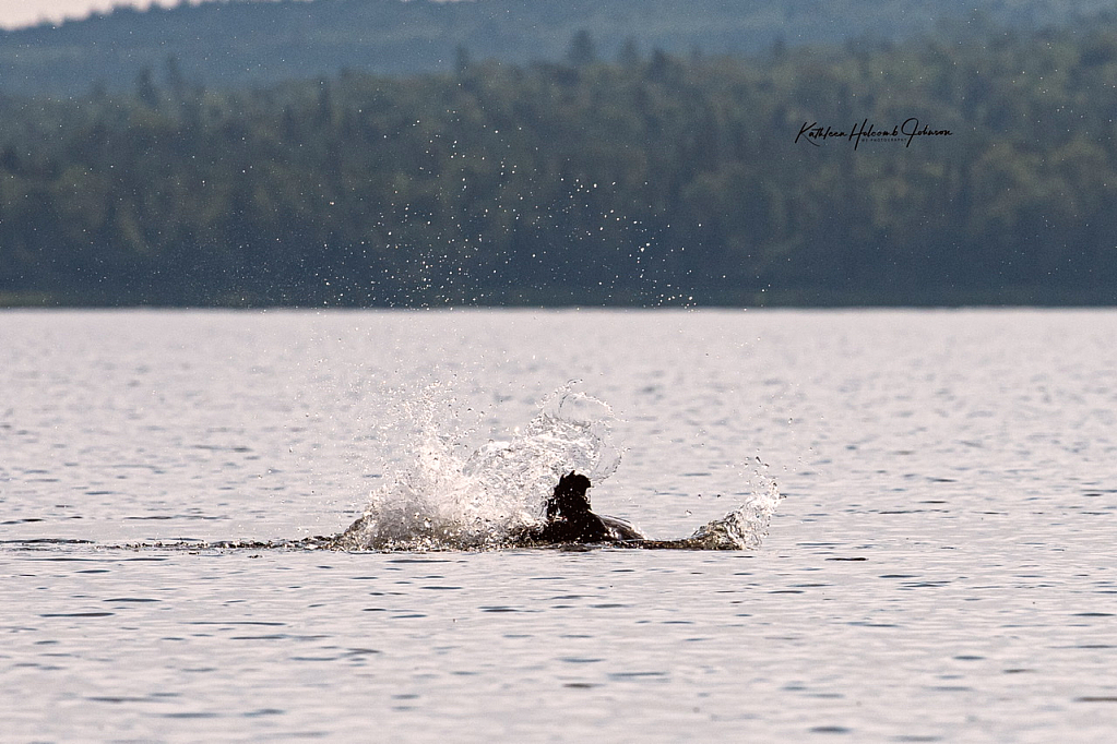 Beaver Warning - Kayaker Take Notice!