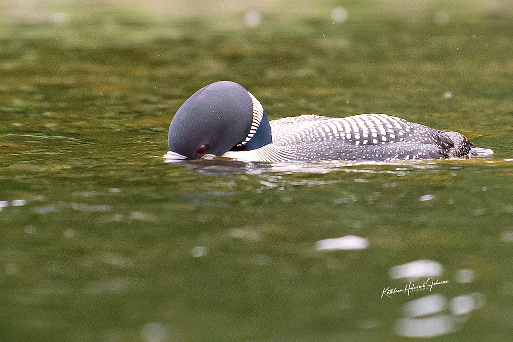 Loon - Always Looking!