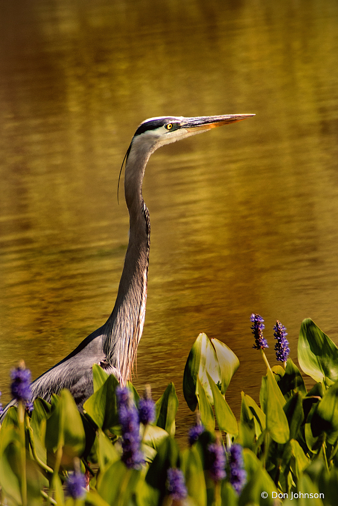 Lily Pons Great Blue Heron