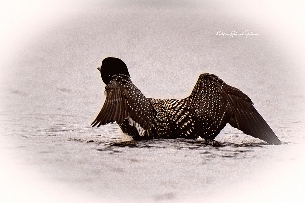 Common Loon - Kayaking Partner!