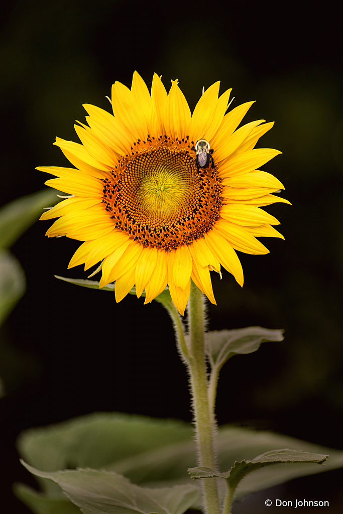 Sunflower and Bee 7-20-20 267