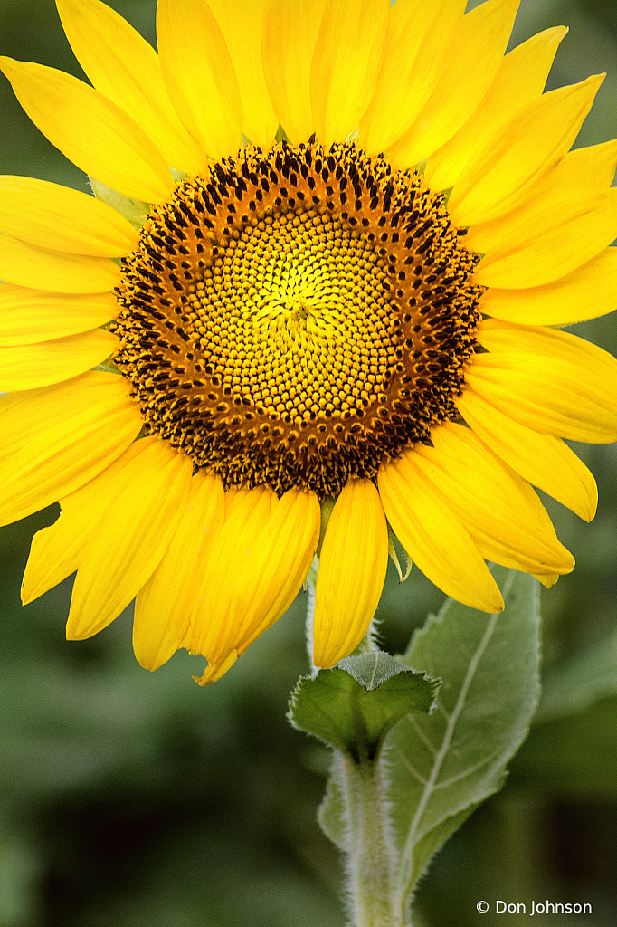 Stupendous Sunflower 7-20-20 059