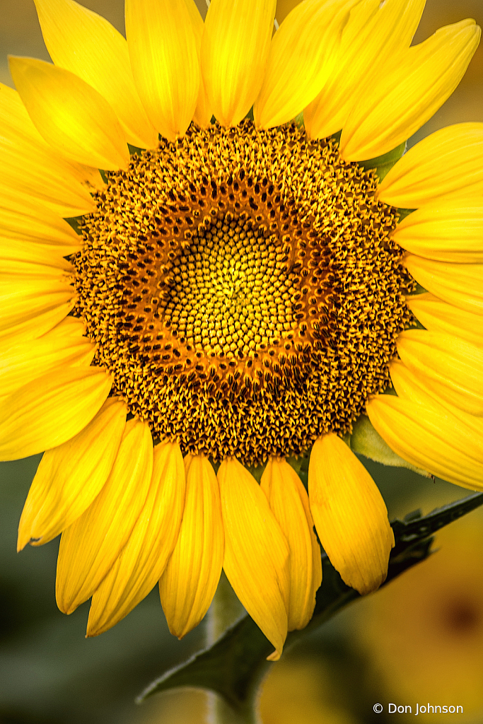 Up Close 7-20-20 117