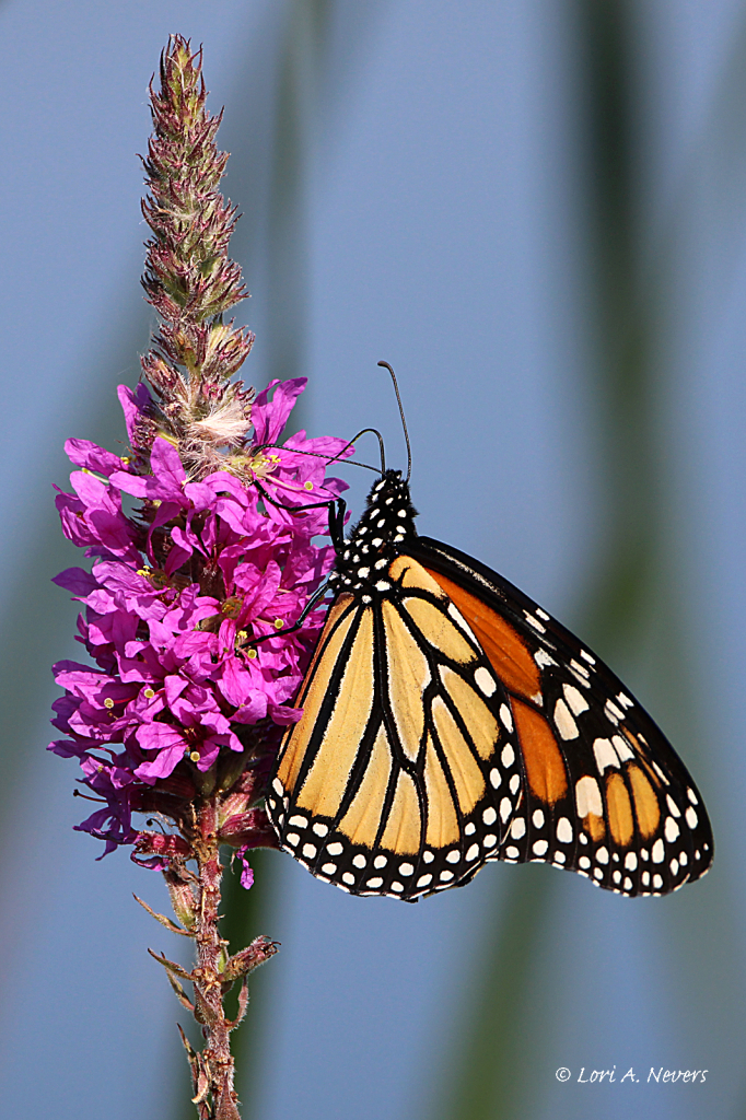 Monarch on Purple Loosestrife