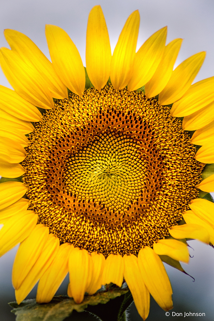 Blooming Sunflower