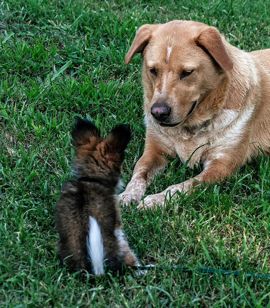 Meeting the New Puppy