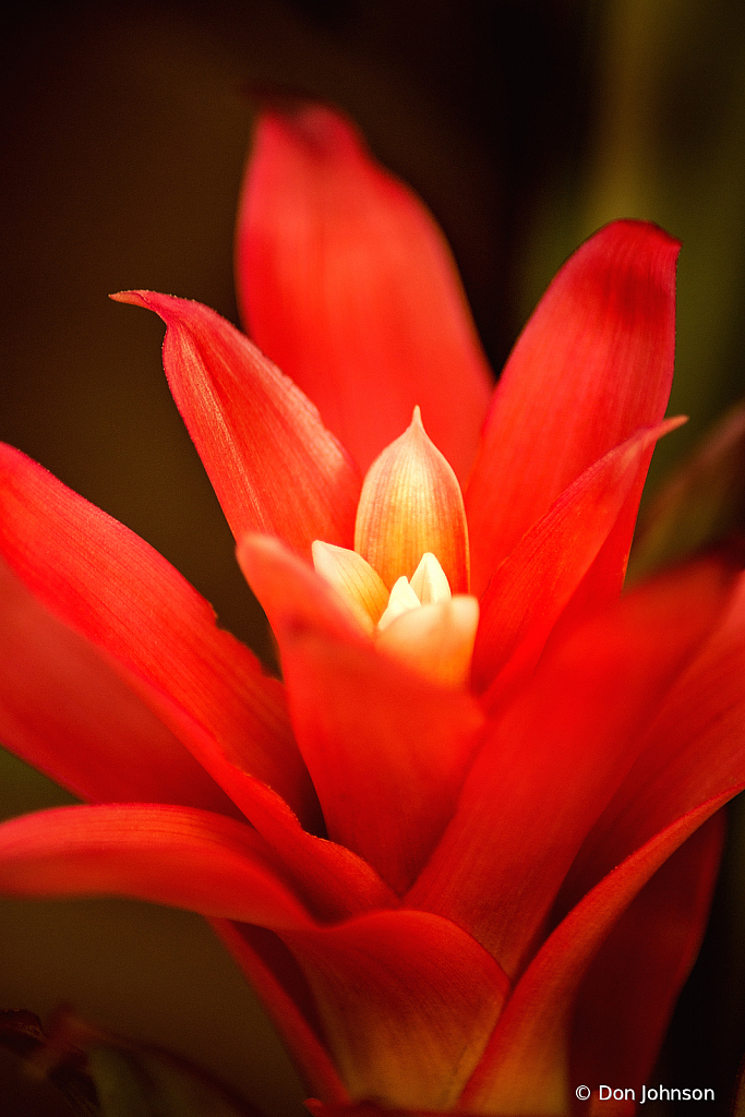 PGC Bromeliad 8-30-20 001