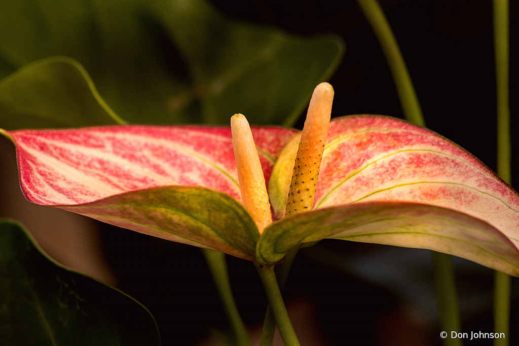 Two Pink Anthurium 8-30-20 049