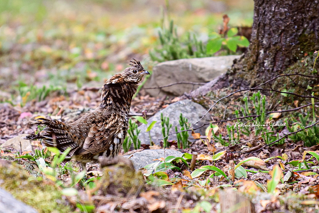 Blending In - Will They See Me!
