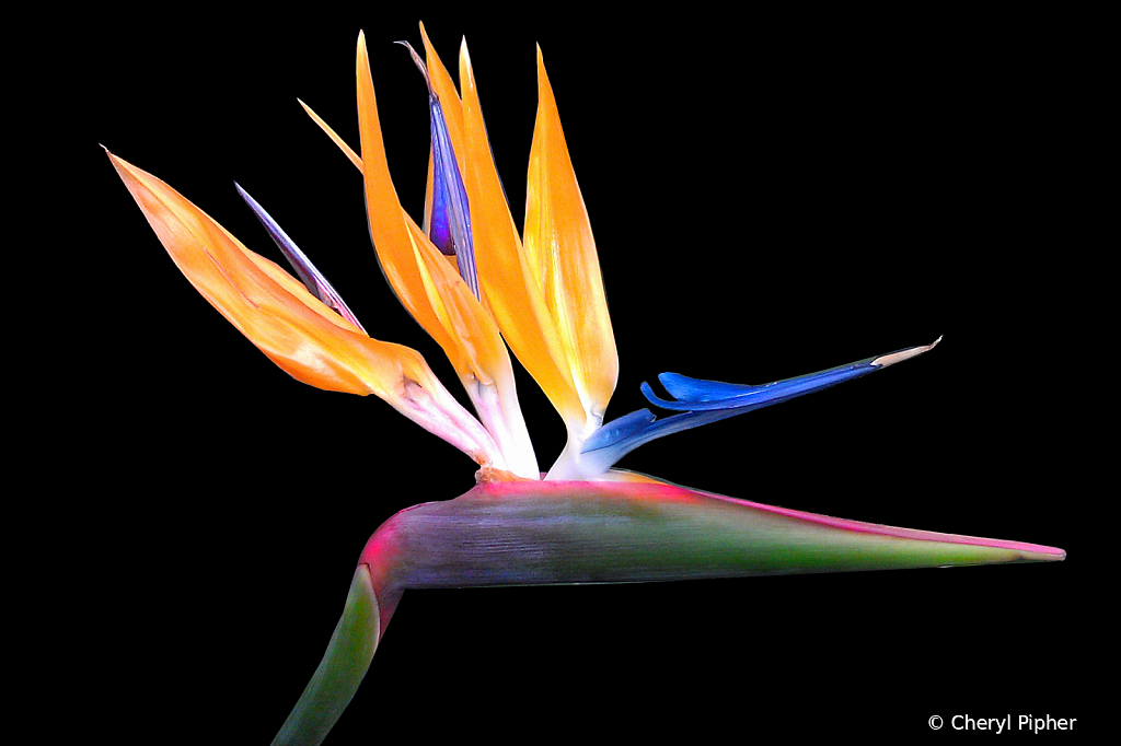 Bird of Paradise 2 