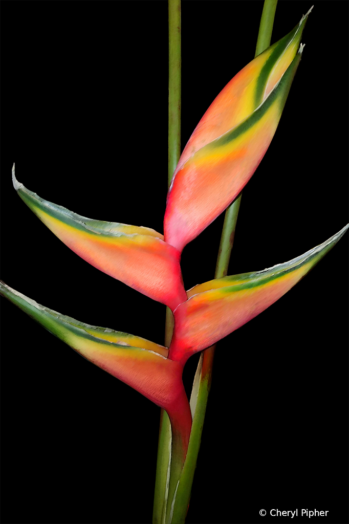 Floral Composition
