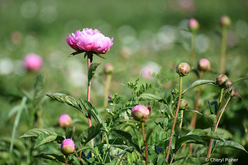  Peony Field Study #1