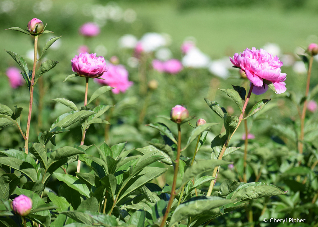 Peony Field Study #2