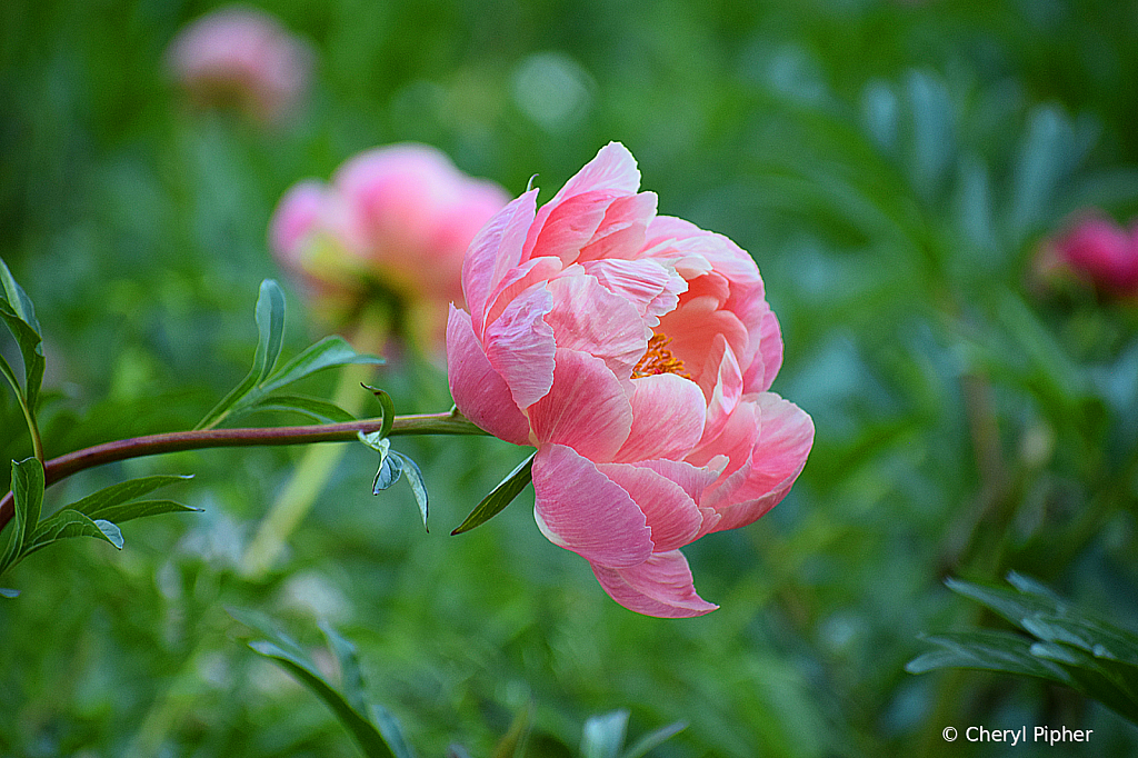 Peony Study in Horizontal 