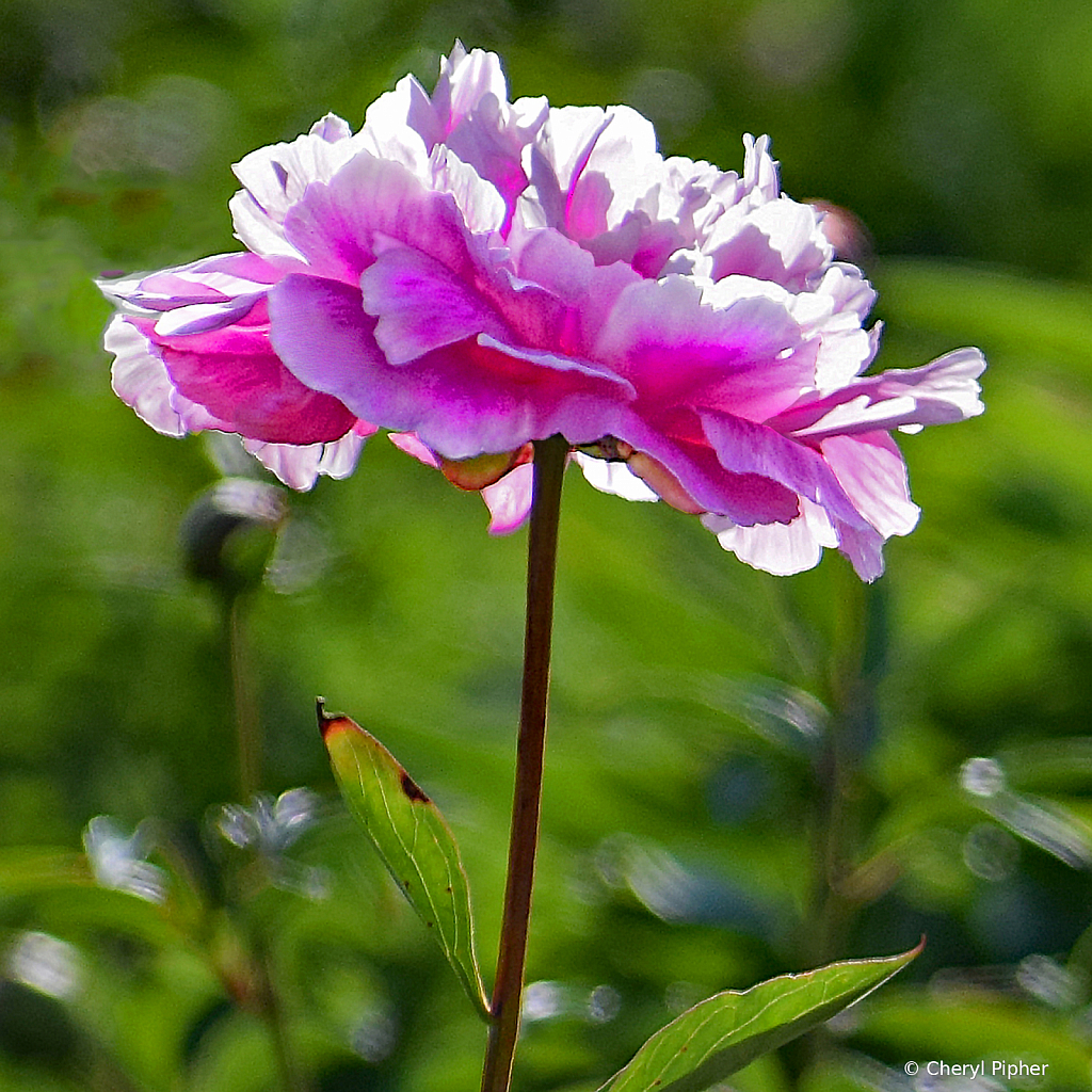 Sun Lit Pink Peony Study #1