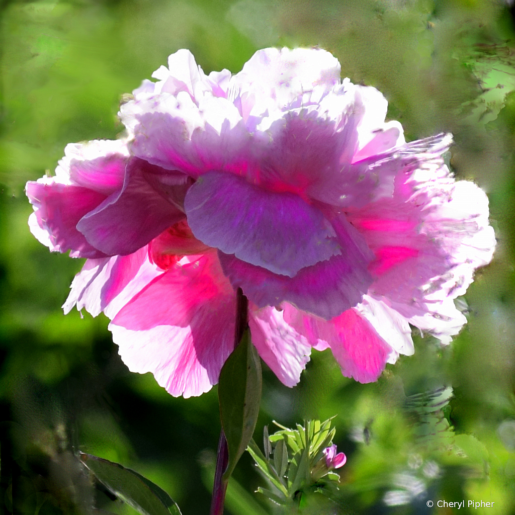 Sun Lit Pink Peony Study #2