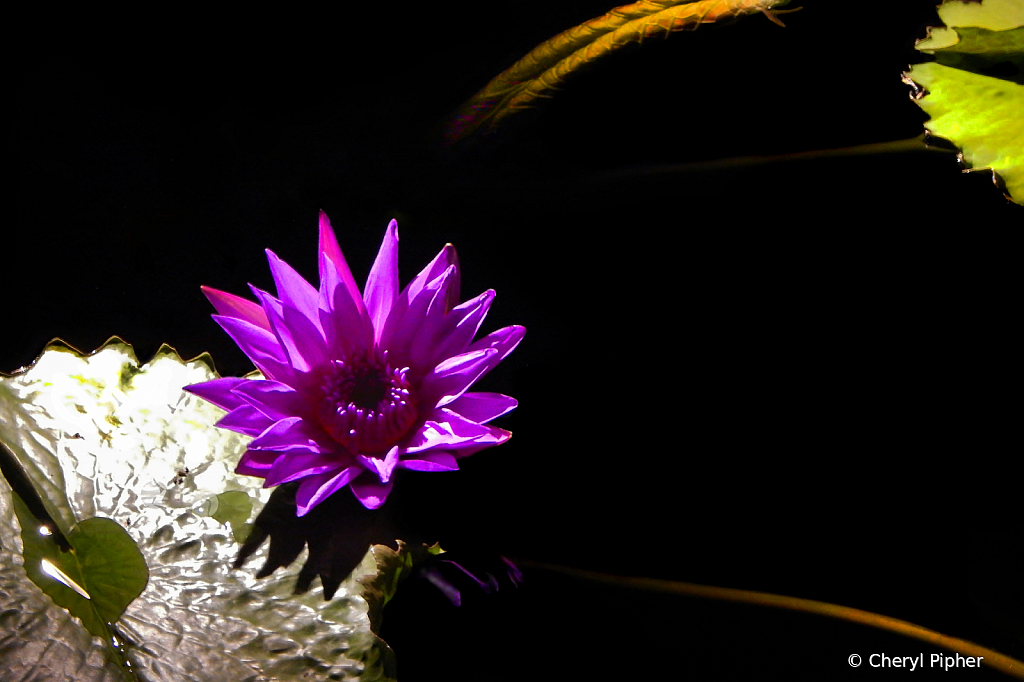 Water Lilies at Night