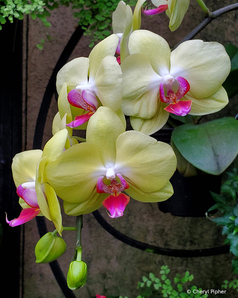Yellow Orchids and Wrought Iron