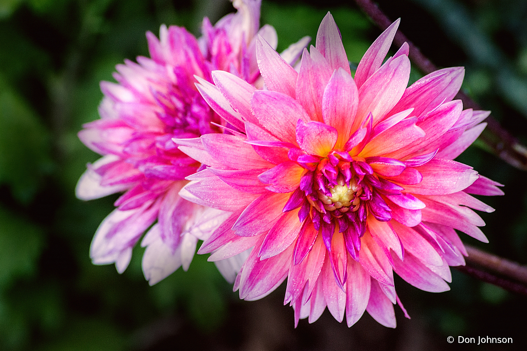 Pink Dahlia Brookside 9-20-20 027