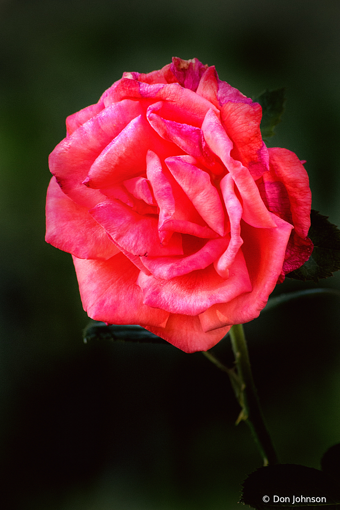A Rose Standing Proud