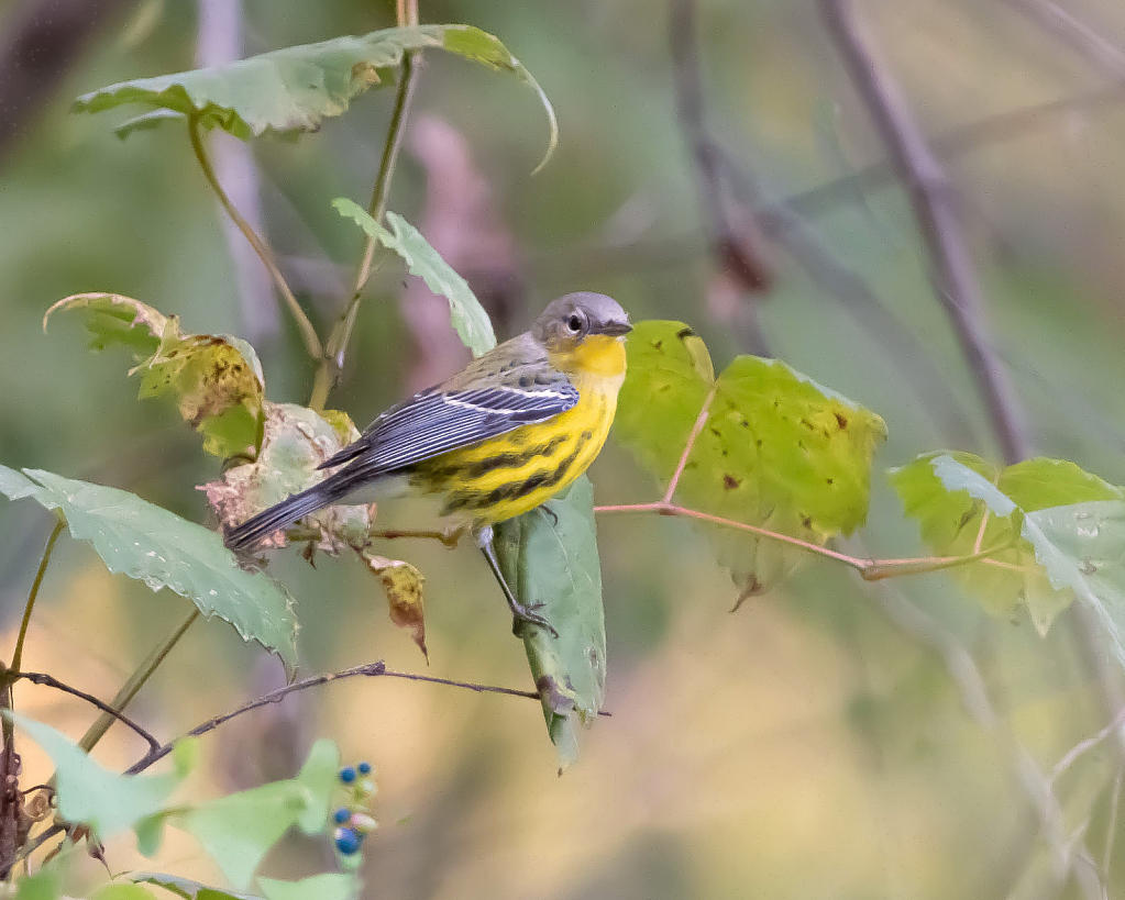 The Female Magnolia Warbler - My First!!