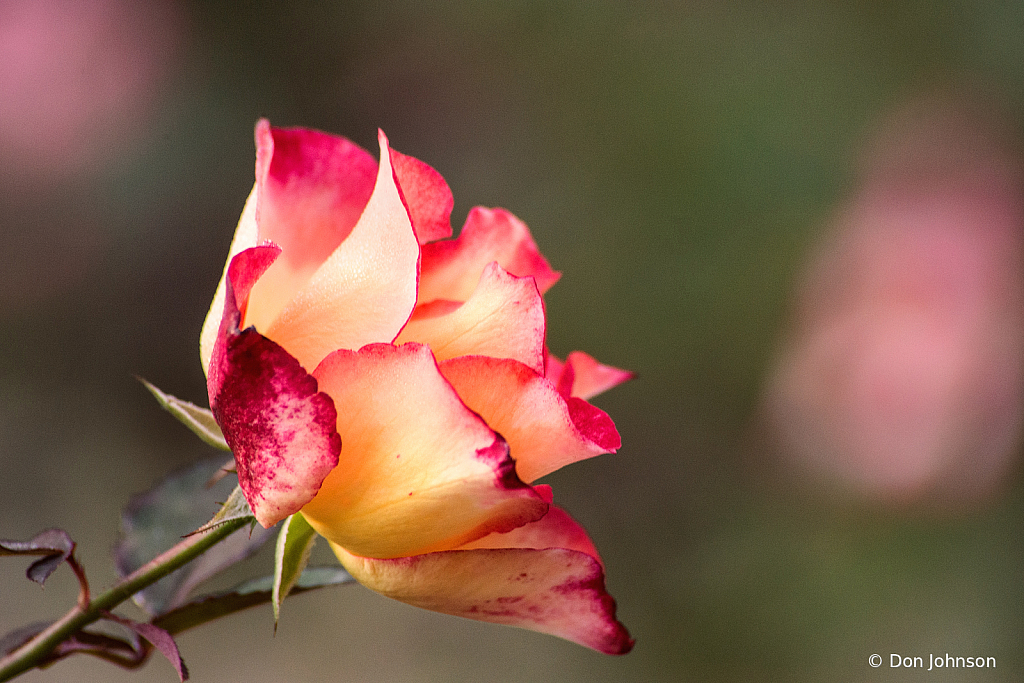 Fall Rose 10-9-20 101