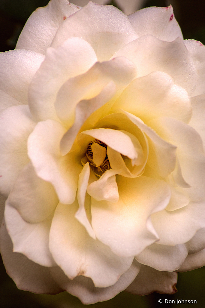 Nothing But White 10-9-20 154