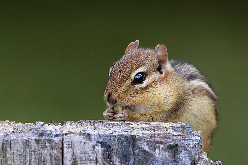 Chippy