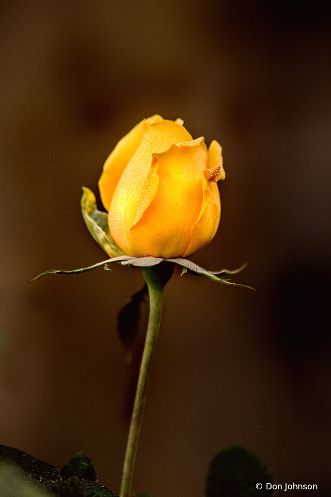 A Rose Bud Alone 10-9-20 115