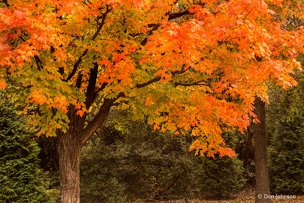 Some Colors of Autumn