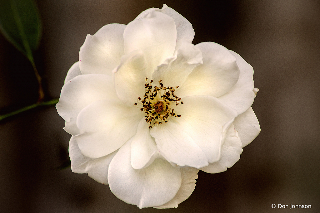All White Rose 10-9-20 122