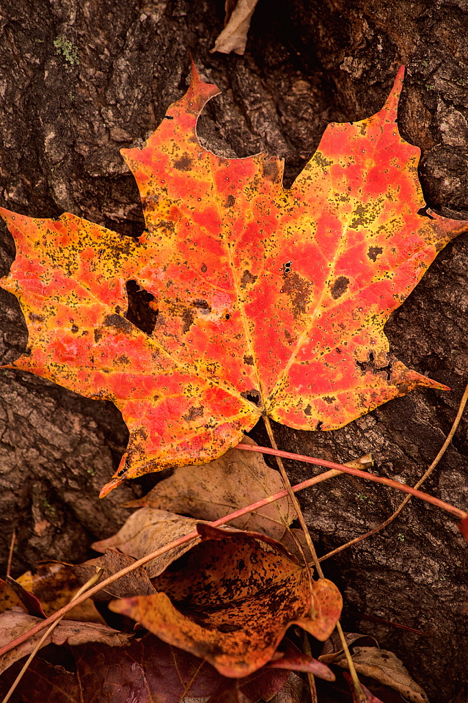 Fallen Fall Leaf 10-27-20 135