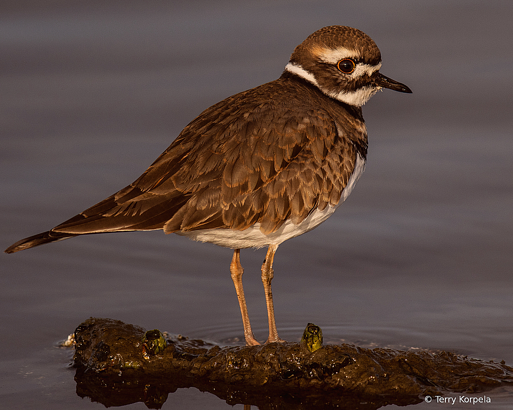 Last Light on a Killdeer