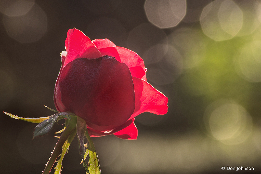 Another BSG Rose 10-9-20 166