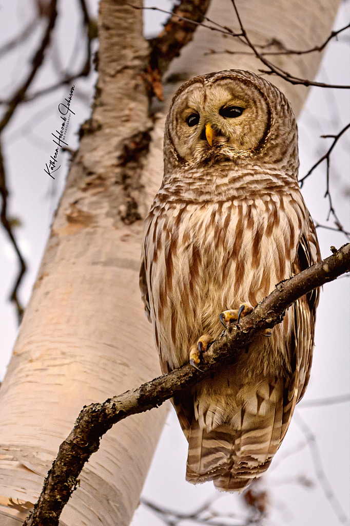 Barred Owl!