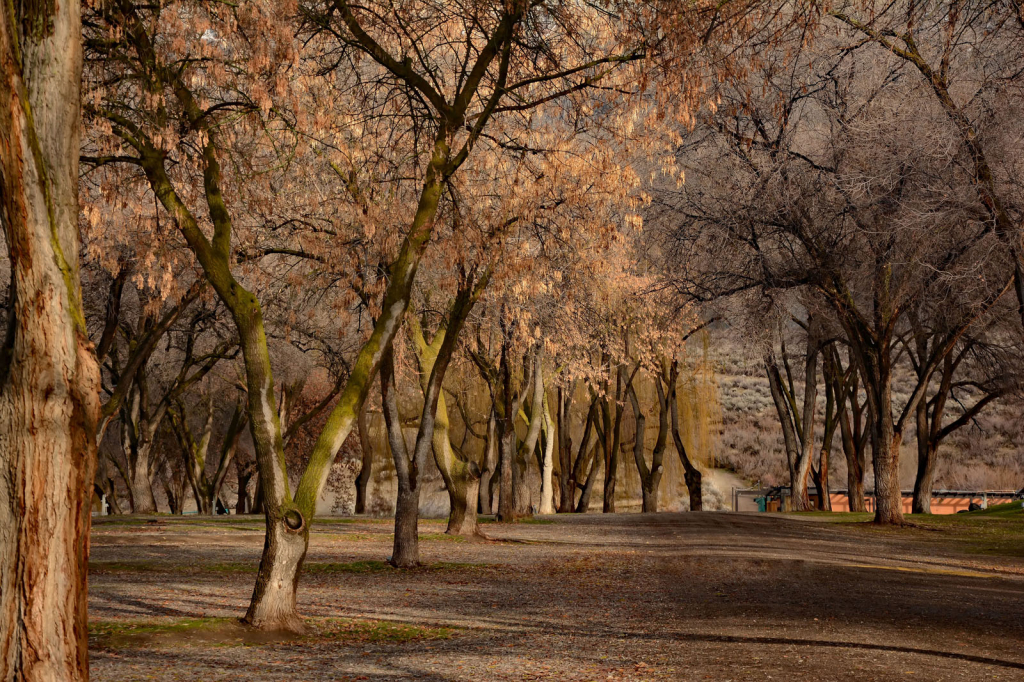 Autumn Trees