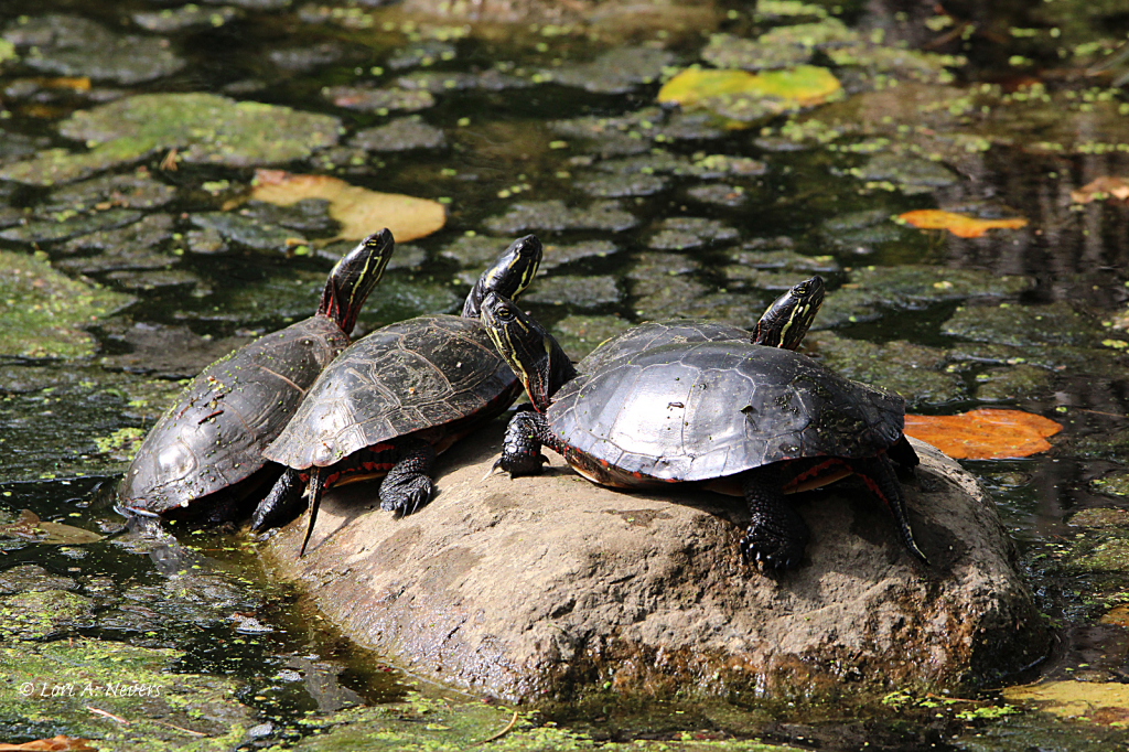 Turtles
