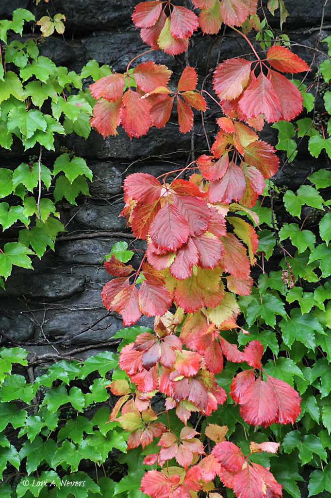 Climbing Vine