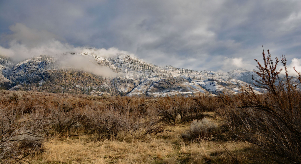 Desert Snow